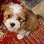 Kyra is registered to the contest to win money with this photo: puppy, dog, brown, white, fluffy, cute, pet, animal, indoor, carpet, texture, small, young, fur, looking_up, adorable, sitting, home, companion, friendly