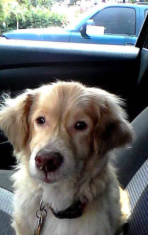 Harry joined the competition — help win amazing prizes! automotive_exterior, automotive_mirror, canidae, car, carnivore, collar, companion_dog, dog, dog_breed, dog_collar, eyewear, fawn, fur, land_vehicle, snout, sporting_group, vehicle, vehicle_door, whiskers, window