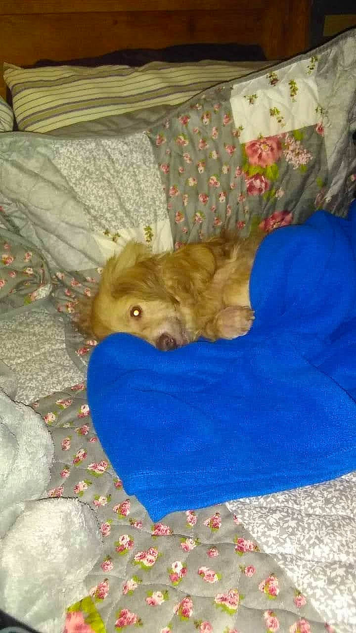 Harry joined the competition — help win amazing prizes! canidae, carnivore, comfort, companion_dog, dog, dog_breed, dog_supply, fawn, flooring, fur, linens, liver, nap, room, small_to_medium_sized_cats, sporting_group, tail, toy_dog, wood, working_animal