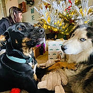 Dusty joined the competition — help win amazing prizes! dog, black_dog, husky, blue_eyes, blanket, christmas_tree, holiday_lights, gift_boxes, indoor, person, long_hair, decorations, floor, toy, warm_lighting, cozy, pet, animal, fur, collar