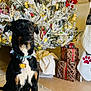 Dusty joined the competition — help win amazing prizes! dog, christmas_tree, holiday_decorations, ornaments, lights, gift_boxes, blanket, stocking, floor, carpet, indoor, decor, festive, black_dog, tan_markings, collar, pet_tag, sitting, animal, home