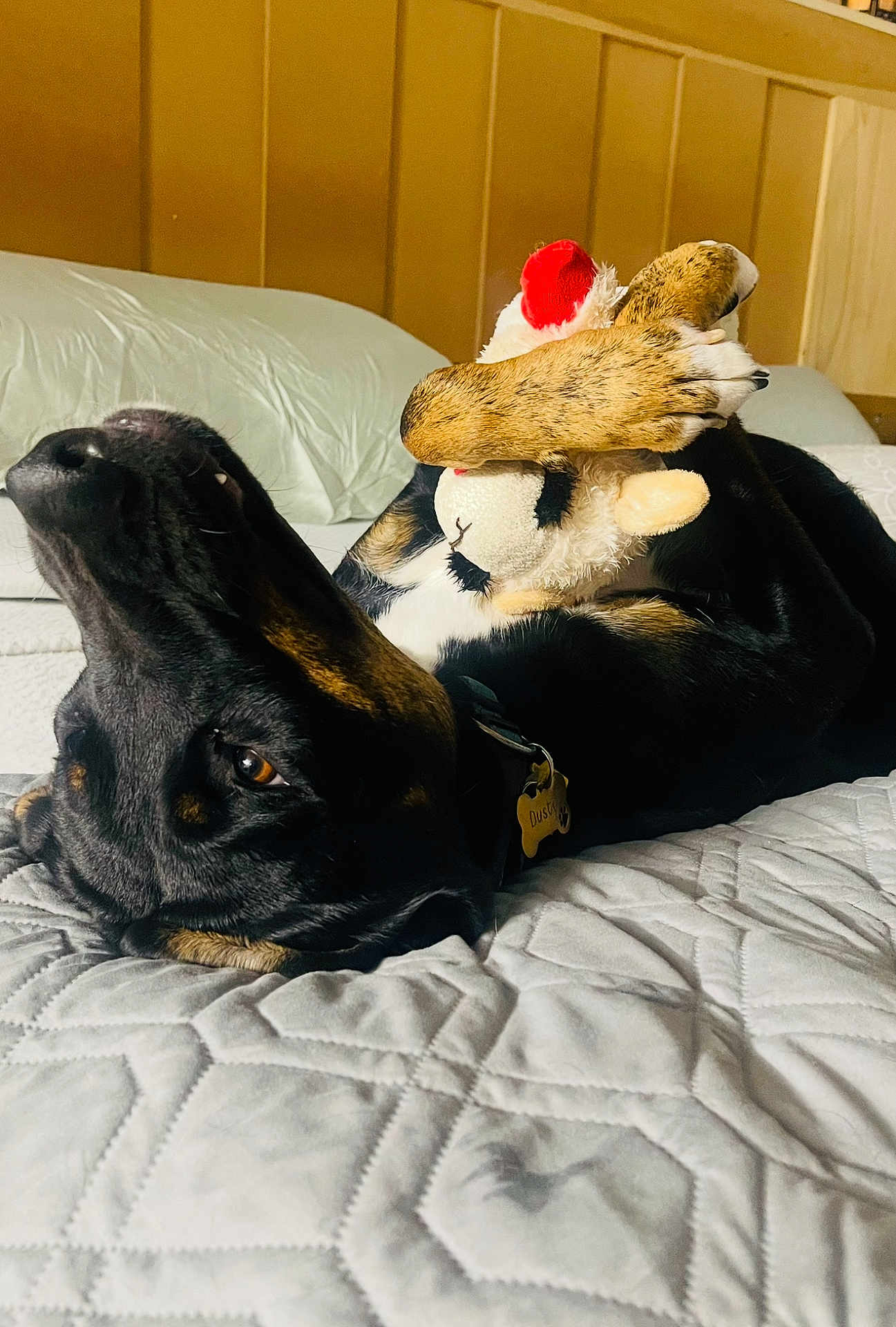 Dusty is registered to the contest to win money with this photo: dog, pet, toy, bed, paw, black_dog, brown_spots, lying_down, indoor, cozy, quilted_bedspread, playful, relaxed, cute, animal, fur, collar, tag, home, resting