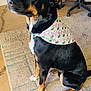 Dusty joined the competition — help win amazing prizes! dog, black_dog, tan_markings, bandana, holly_pattern, indoor, rug, carpet, office_chair, slippers, pet, sitting, calm, domestic, animal, fur, four_legs, ears, collar, home
