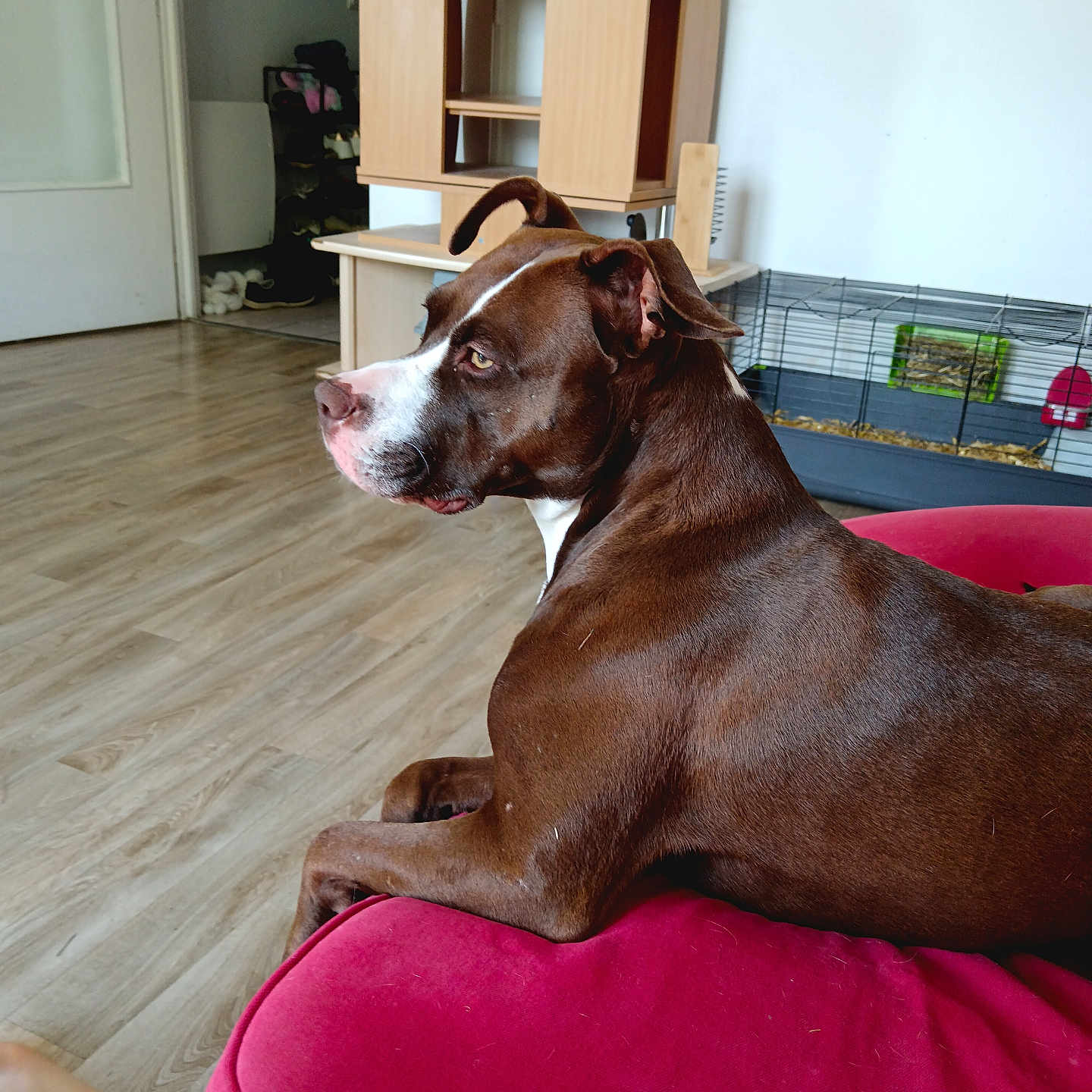 Opaly a rejoint le concours — aidez-le/la à gagner de superbes lots ! animal_cage, brown_dog, canine, close_up, cozy, cushion, dog, domestic, furniture, home_interior, indoor, living_room, looking_away, pet, red_cushion, relaxed, resting, side_view, white_markings, wooden_floor