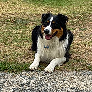 Samy participe au concours pour gagner de l'argent avec cette photo : dog, canine, pet, outdoor, grass, lawn, black_and_white, brown, fur, panting, collar, animal, mammal, laying_down, nature, summer, daylight, happy, tongue_out, friendly