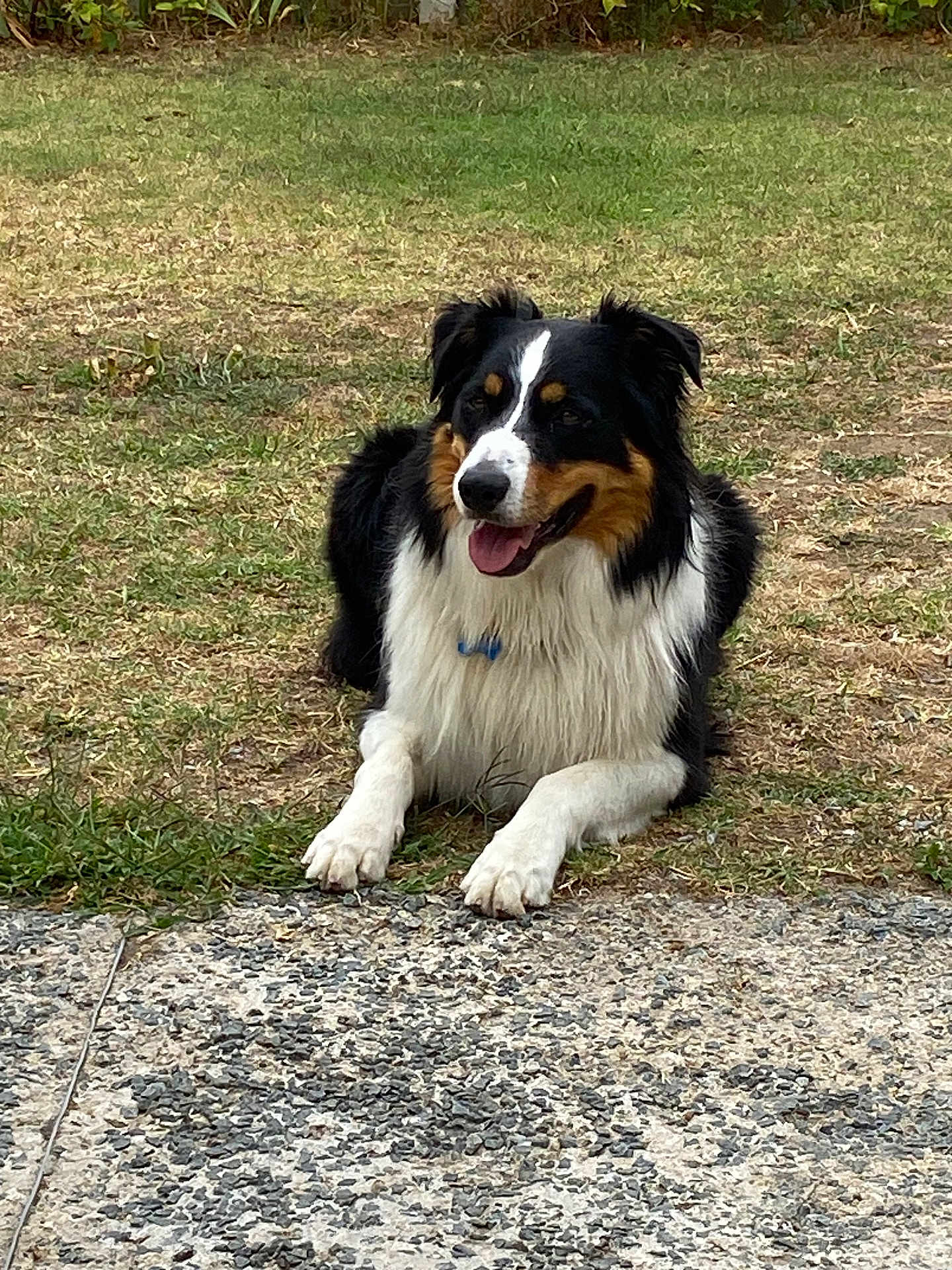Samy participe au concours pour gagner de l'argent avec cette photo : dog, canine, pet, outdoor, grass, lawn, black_and_white, brown, fur, panting, collar, animal, mammal, laying_down, nature, summer, daylight, happy, tongue_out, friendly
