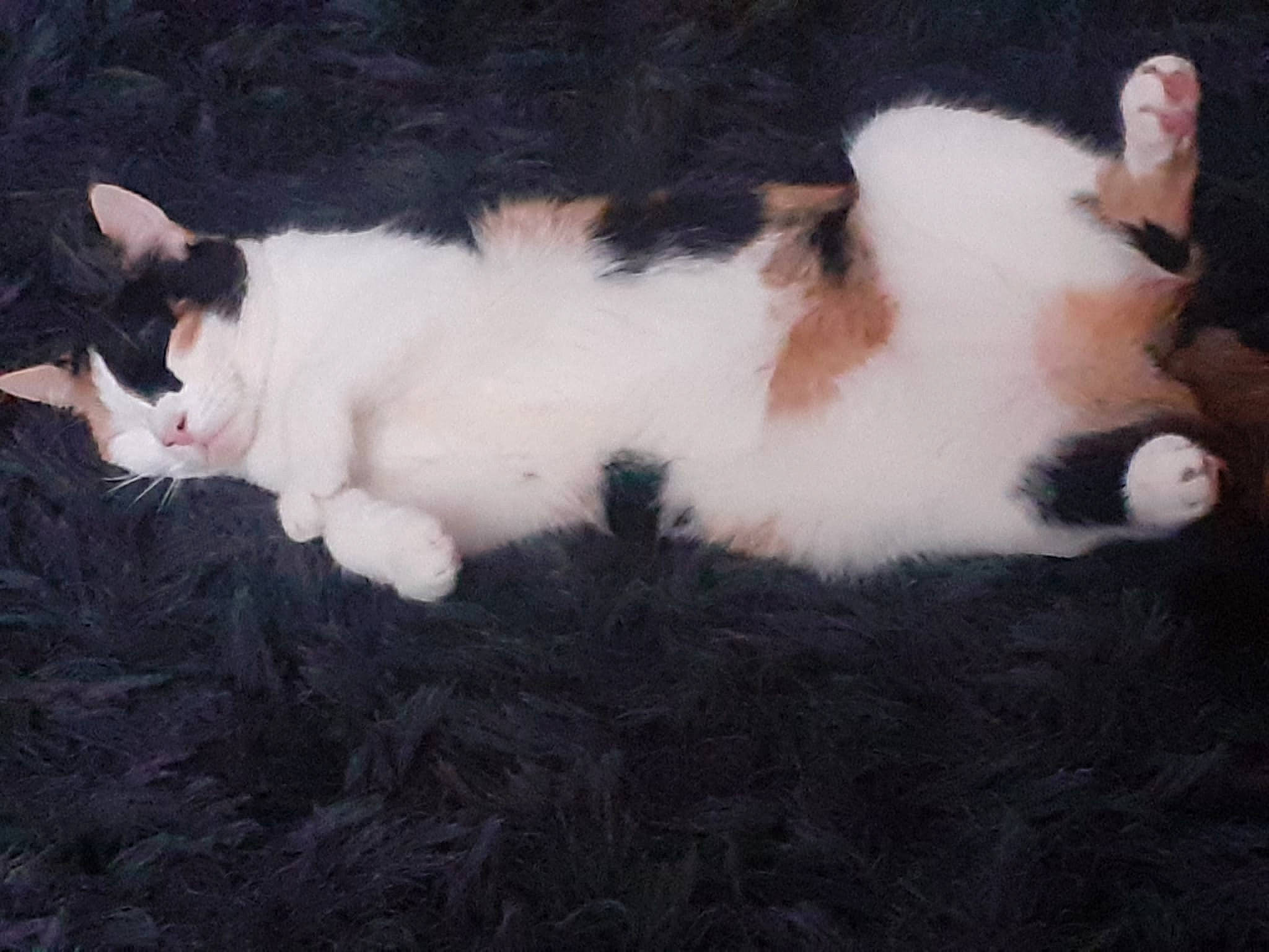 Callie joined the competition — help win amazing prizes! carnivore, cat, comfort, domestic_short_haired_cat, felidae, foot, fur, grass, paw, small_to_medium_sized_cats, snout, tail, terrestrial_animal, vertebrate, whiskers