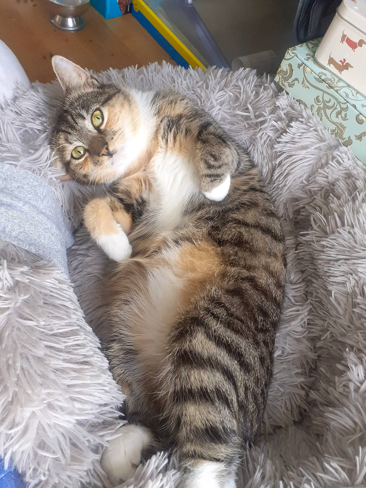 Cleo is registered to the contest to win money with this photo: carnivore, cat, claw, comfort, domestic_short_haired_cat, fawn, felidae, fur, nap, paw, small_to_medium_sized_cats, snout, tail, terrestrial_animal, whiskers