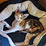 animal, calico, cat, comfort, cozy, cute, domestic_cat, ears, feline, fur, house_pet, indoor, paw, pet_bed, relaxed, resting, sleepy, tail, whiskers, wooden_wall