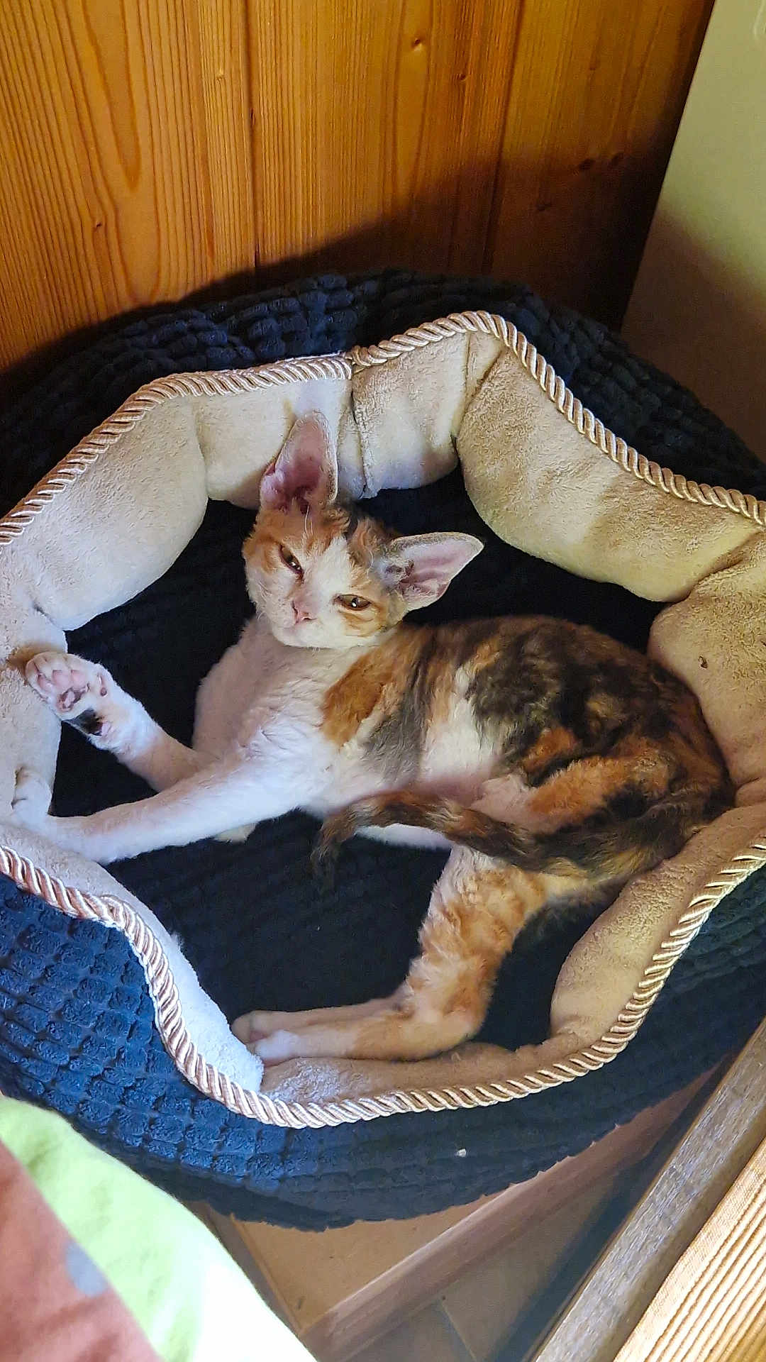 Ayla