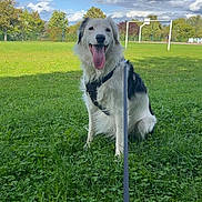 Usher a rejoint le concours — aidez-le/la à gagner de superbes lots ! animal, black_and_white, clouds, daytime, dog, field, grass, happy, leash, nature, outdoor, panting, park, pet, play, sitting, sky, sport_equipment, tennis_ball, trees