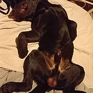 Tao participe au concours pour gagner de l'argent avec cette photo : dog, black_dog, lying_down, bed, blanket, indoor, relaxed, pet, canine, fur, mouth, teeth, paw, sleeping, resting, cozy, home, animal, cute, funny_pose