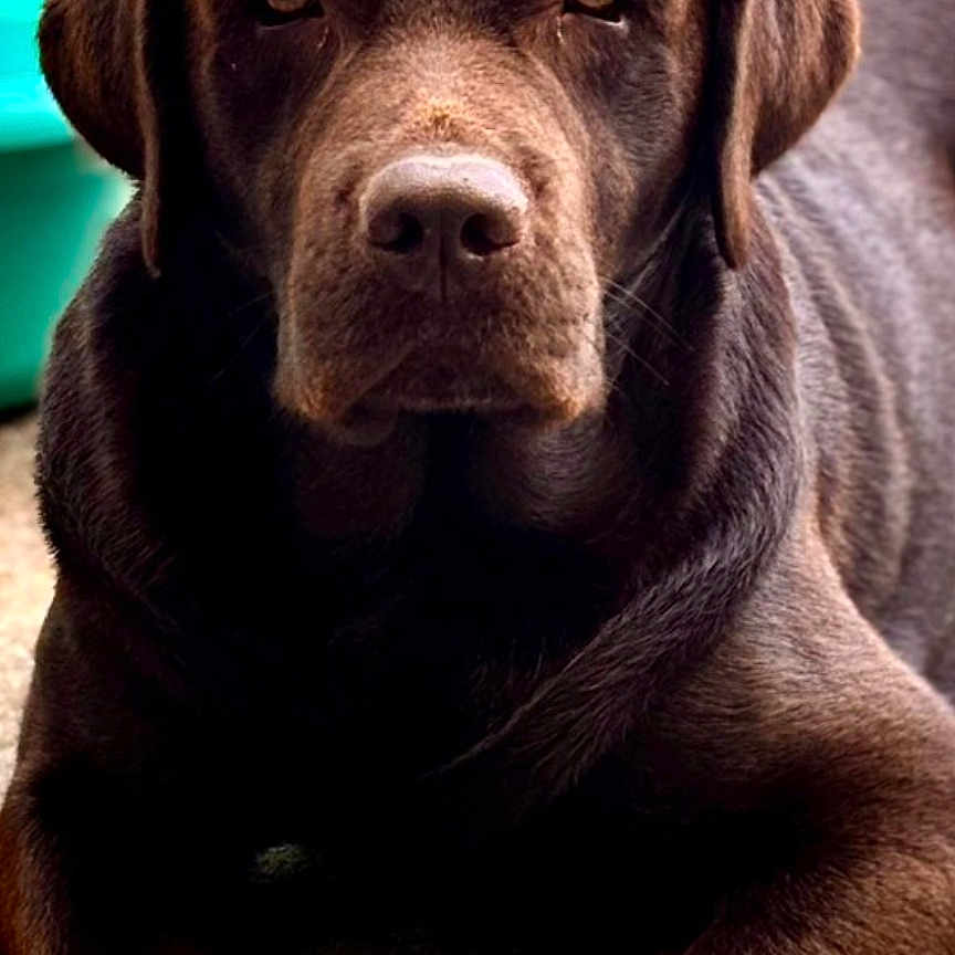 Tao participe au concours pour gagner de l'argent avec cette photo : animal, brown, canine, chocolate_labrador, closeup, concrete, daylight, dog, face, friendly, fur, labrador, looking_at_camera, lying_down, mammal, outdoor, paw, pet, portrait, relaxed