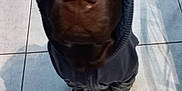 Tao a rejoint le concours — aidez-le/la à gagner de superbes lots ! dog, hoodie, brown_dog, pet, indoors, floor_tiles, blanket, wooden_bed, looking_up, clothing, canine, animal, domestic_animal, companion, cute, standing, curious, cozy, warm, casual