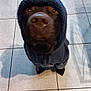 dog, hoodie, brown_dog, pet, indoors, floor_tiles, blanket, wooden_bed, looking_up, clothing, canine, animal, domestic_animal, companion, cute, standing, curious, cozy, warm, casual