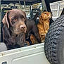 Tao participe au concours pour gagner de l'argent avec cette photo : dog, chocolate_lab, golden_retriever, jeep, vehicle, tire, outdoor, pet, animal, curious, brown_dog, golden_dog, transport, back_of_vehicle, adventure, parked_car, nature, canine, companion, curious_gaze