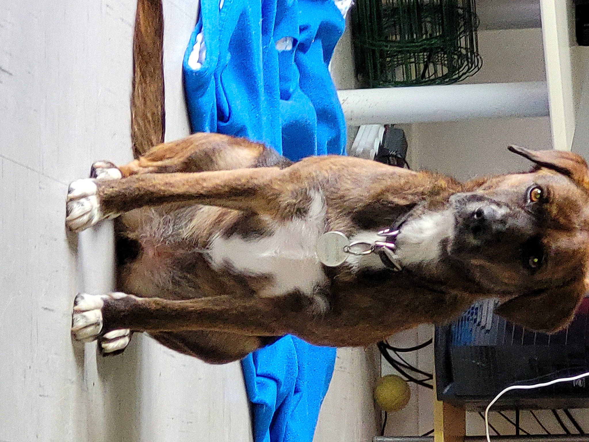 Eowyn participe au concours pour gagner de l'argent avec cette photo : blue, canidae, carnivore, collar, companion_dog, dog, dog_breed, dog_supply, fawn, fur, guard_dog, leash, liver, pet_supply, snout, sporting_group, working_animal