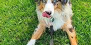 Balto is registered to the contest to win money with this photo: dog, puppy, australian_shepherd, grass, leash, blue_eyes, outdoor, playful, tongue, pet, animal, cute, fur, lying_down, nature, summer, canine, muzzle, ears, collar