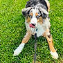 dog, puppy, australian_shepherd, grass, leash, blue_eyes, outdoor, playful, tongue, pet, animal, cute, fur, lying_down, nature, summer, canine, muzzle, ears, collar