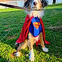 Balto joined the competition — help win amazing prizes! dog, superman_costume, cape, grass, outdoor, blue_eyes, leash, sunlight, pet, animal, cute, costume, hero, portrait, furry, collar, sidewalk, house, window, playful
