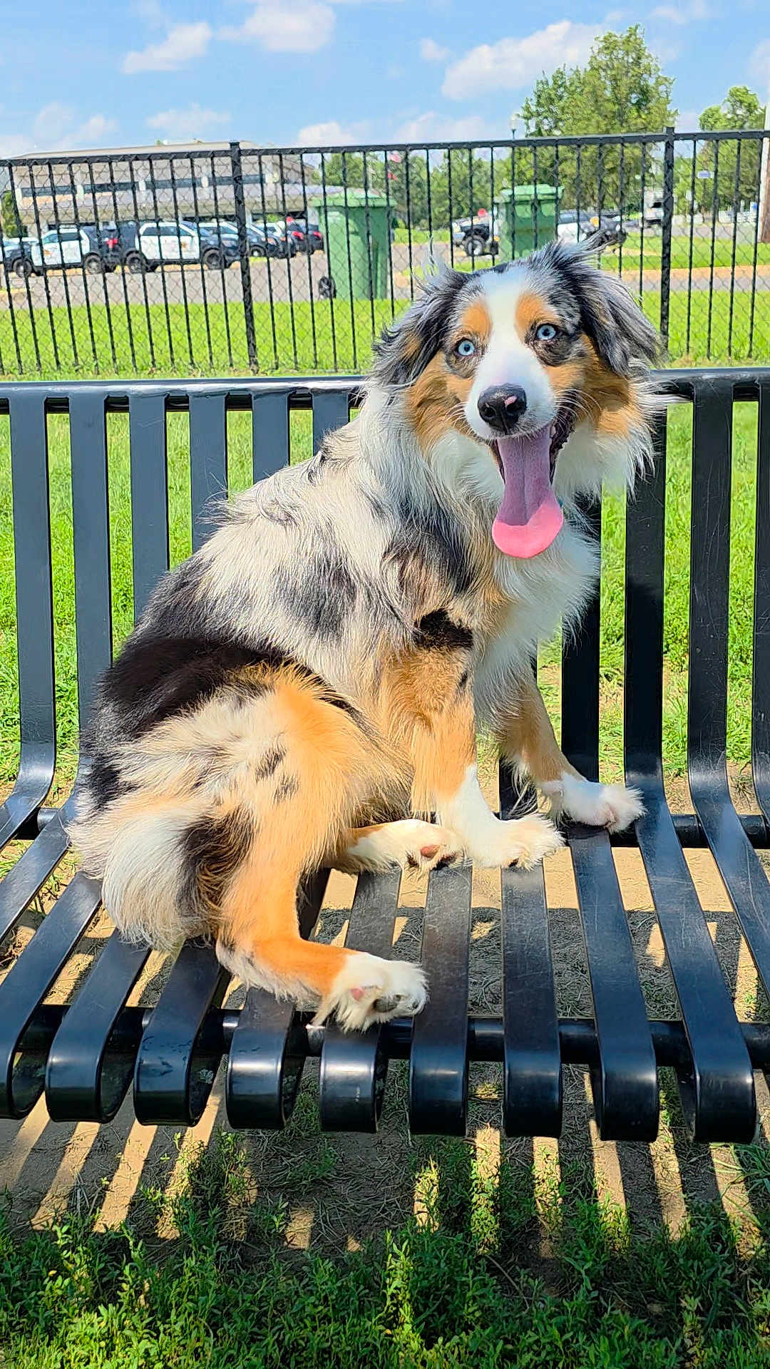 Balto joined the competition — help win amazing prizes! dog, australian_shepherd, blue_eyes, tongue_out, bench, park, grass, fence, sunny, outdoor, pet, animal, canine, happy, sitting, metal_bench, daylight, nature, fur, portrait