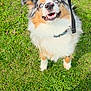 dog, fluffy, blue_eyes, leash, grass, outdoor, happy, pet, canine, smiling, fur, collar, playful, animal, nature, sunlight, ears, tongue, cute, friendly