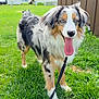 dog, australian_shepherd, grass, outdoor, pet, animal, fence, leash, tongue_out, happy, blue_eyes, fluffy, canine, nature, summer, greenery, yard, standing, sunny, playful