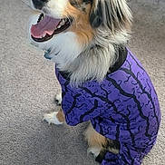 Balto joined the competition — help win amazing prizes! dog, australian_shepherd, blue_eyes, purple_outfit, patterned_clothing, indoor, carpet, pet, happy, smiling, fur, fluffy, sitting, looking_up, canine, domestic_animal, cute, animal_clothing, portrait, friendly