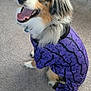 dog, australian_shepherd, blue_eyes, purple_outfit, patterned_clothing, indoor, carpet, pet, happy, smiling, fur, fluffy, sitting, looking_up, canine, domestic_animal, cute, animal_clothing, portrait, friendly