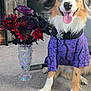 Balto joined the competition — help win amazing prizes! dog, blue_eyes, purple_shirt, sitting, carpet, vase, flowers, red_flowers, black_flowers, indoor, pet, happy, tongue_out, long_fur, decor, home_interior, plant, wooden_furniture, cute, portrait