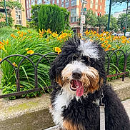 Fish is registered to the contest to win money with this photo: dog, animal, pet, outdoor, flower_bed, yellow_flowers, sidewalk, urban, city, street_sign, greenery, happy, panting, leash, curly_fur, black_fur, white_fur, brown_fur, daytime, nature