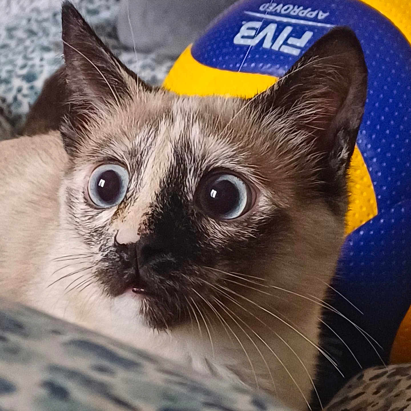 Neige a rejoint le concours — aidez-le/la à gagner de superbes lots ! animal, ball, cat, football, furniture, kitten, manx, pet, siamese, soccer, soccerball, sport, toy