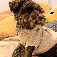 Chuto joined the competition — help win amazing prizes! animal, bed, blanket, brown_fur, clothing, companion, cozy, curious, cute, dog, domestic_animal, furry, hoodie, indoor, pet, plush_toy, puppy, resting, small_dog, soft_toy