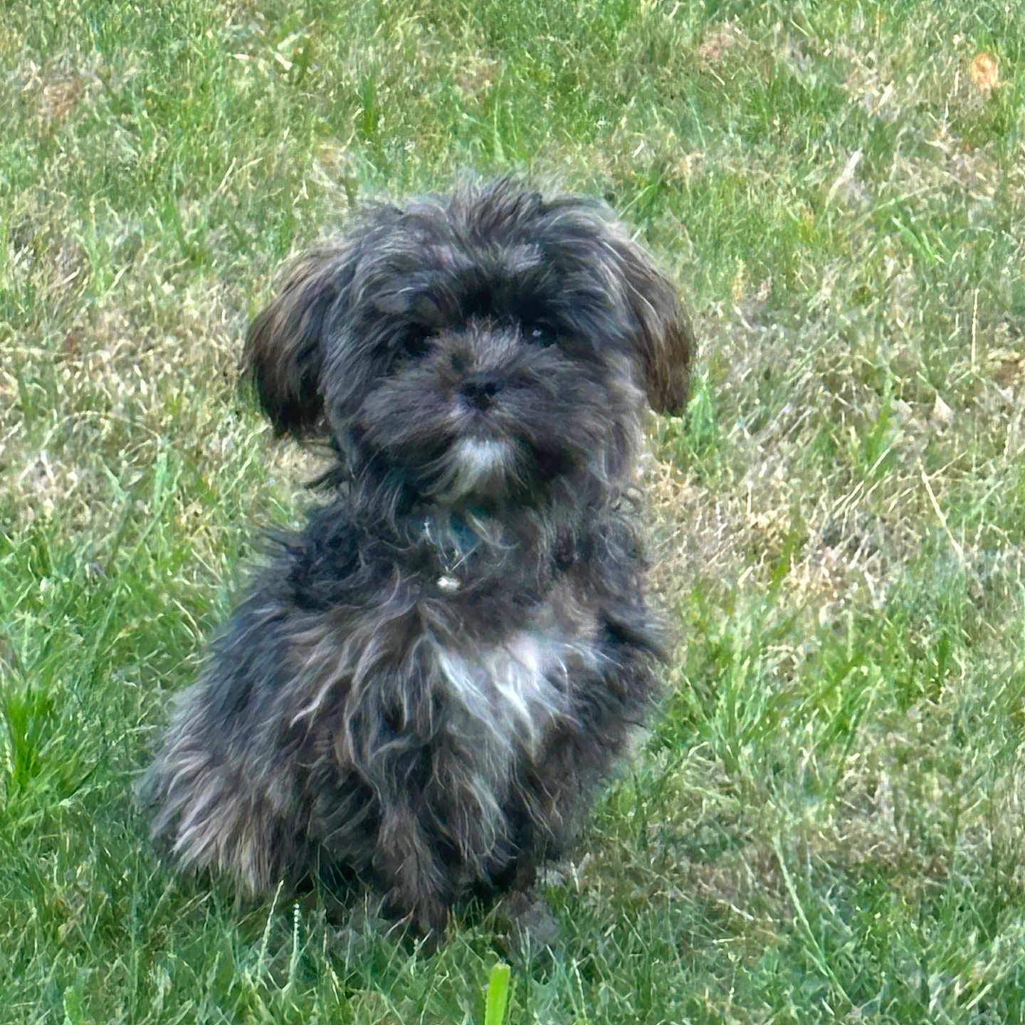 Chuto joined the competition — help win amazing prizes! adorable, animal, canine, companion, curious, cute, dog, fluffy, friendly, fur, grass, green, nature, outdoor, pet, portrait, puppy, sitting, small_dog, young