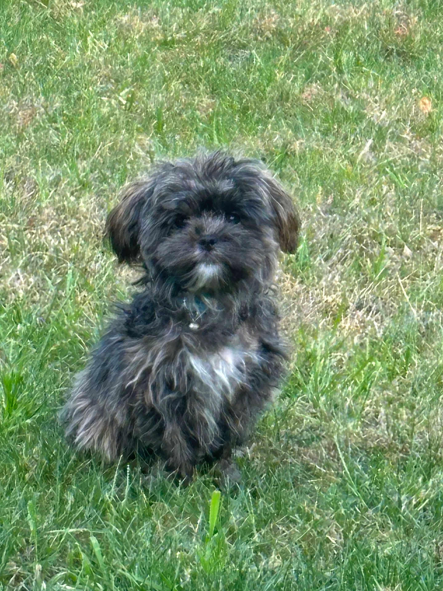 Chuto joined the competition — help win amazing prizes! adorable, animal, canine, companion, curious, cute, dog, fluffy, friendly, fur, grass, green, nature, outdoor, pet, portrait, puppy, sitting, small_dog, young