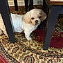 dog, small_dog, white_dog, indoor, rug, table, wooden_floor, furniture, carpet, pet, animal, curious, standing, home, legs, floor, domestic, cozy, light, shadow
