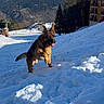 dog, german_shepherd, snow, mountains, winter, outdoor, blue_sky, trees, ski_resort, building, sunlight, playful, animal, canine, nature, landscape, snowy_slope, happy, active, daytime