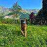Rocky a rejoint le concours — aidez-le/la à gagner de superbes lots ! dog, german_shepherd, ball, grass, flowers, meadow, tree, mountain, blue_sky, cloud, nature, outdoor, running, pet, animal, greenery, playful, sunny, landscape, field