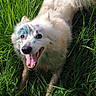 dog, white_dog, paint_spots, grass, happy, tongue_out, smiling, outdoor, playful, pet, animal, fur, nature, greenery, closeup, canine, excited, messy, fun, joyful