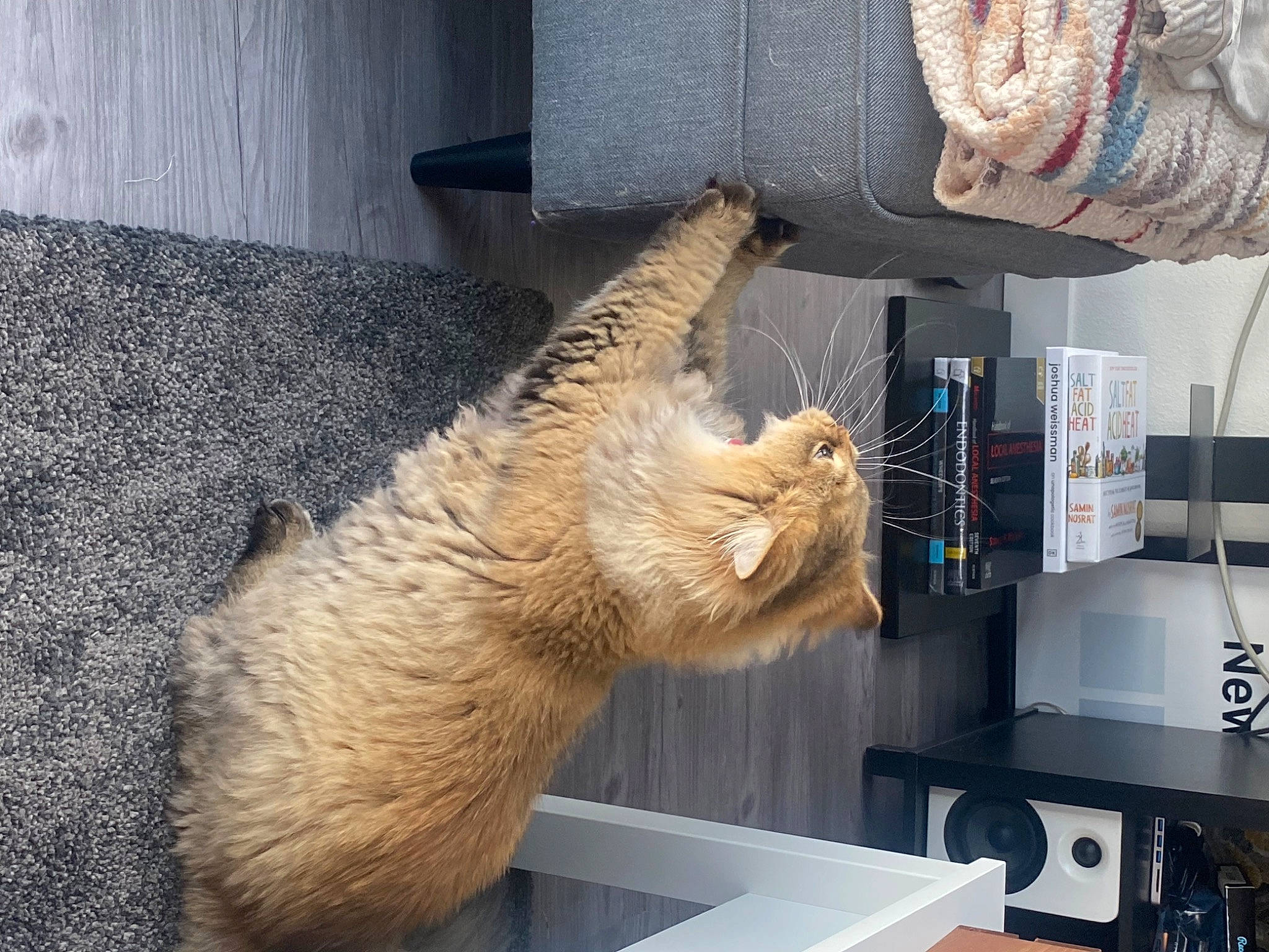 Mocha is registered to the contest to win money with this photo: animal_shelter, carnivore, cat, claw, domestic_short_haired_cat, fang, fawn, felidae, fur, paw, small_to_medium_sized_cats, snout, tail, terrestrial_animal, tourist_attraction, whiskers, wood