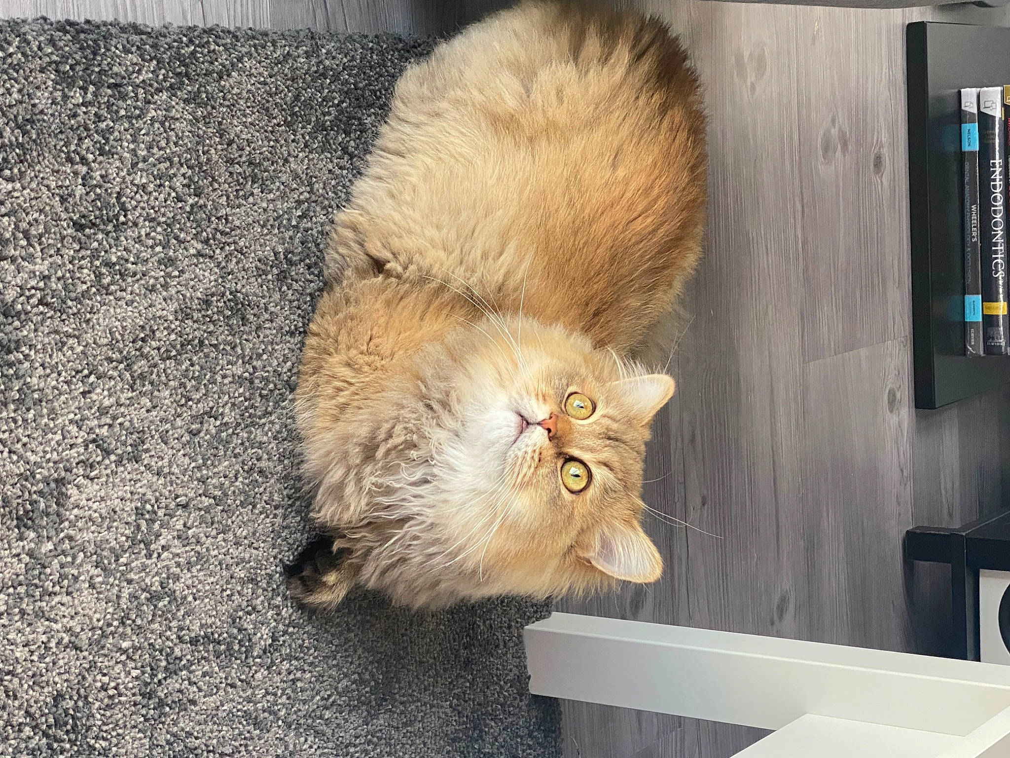 Mocha is registered to the contest to win money with this photo: canidae, carnivore, claw, companion_dog, fawn, felidae, flooring, fur, liver, machine, paw, small_to_medium_sized_cats, snout, tail, terrestrial_animal, whiskers, wildlife, wood