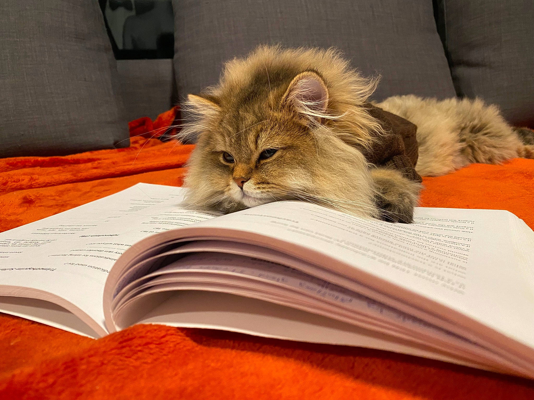 Mocha joined the competition — help win amazing prizes! book, carnivore, cat, claw, comfort, domestic_short_haired_cat, felidae, font, fur, nap, paper, paper_product, paw, publication, small_to_medium_sized_cats, stationery, tail, whiskers, wood, writing