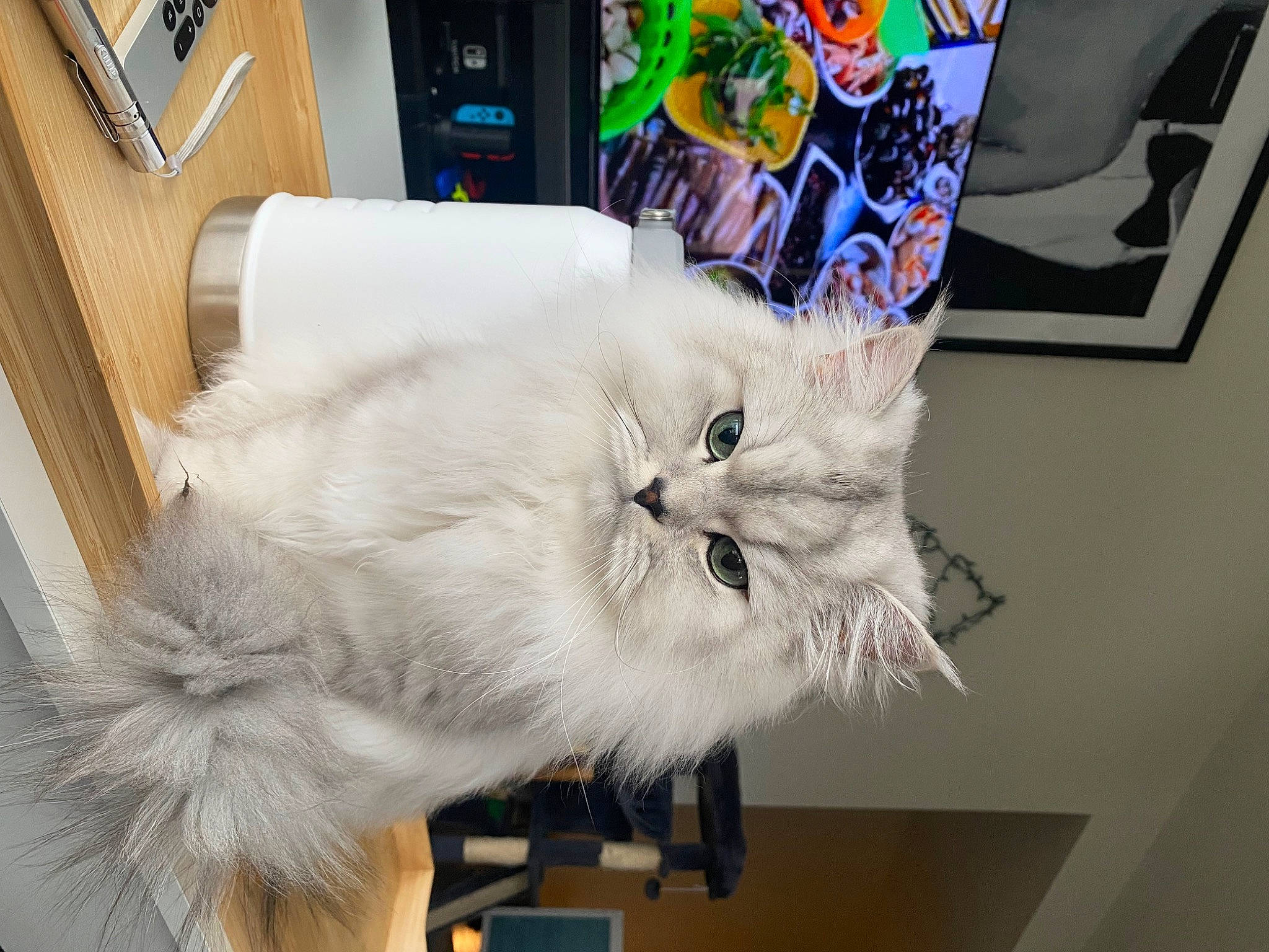 Soju joined the competition — help win amazing prizes! british_longhair, carnivore, cat, felidae, fur, plant, room, small_to_medium_sized_cats, tail, whiskers