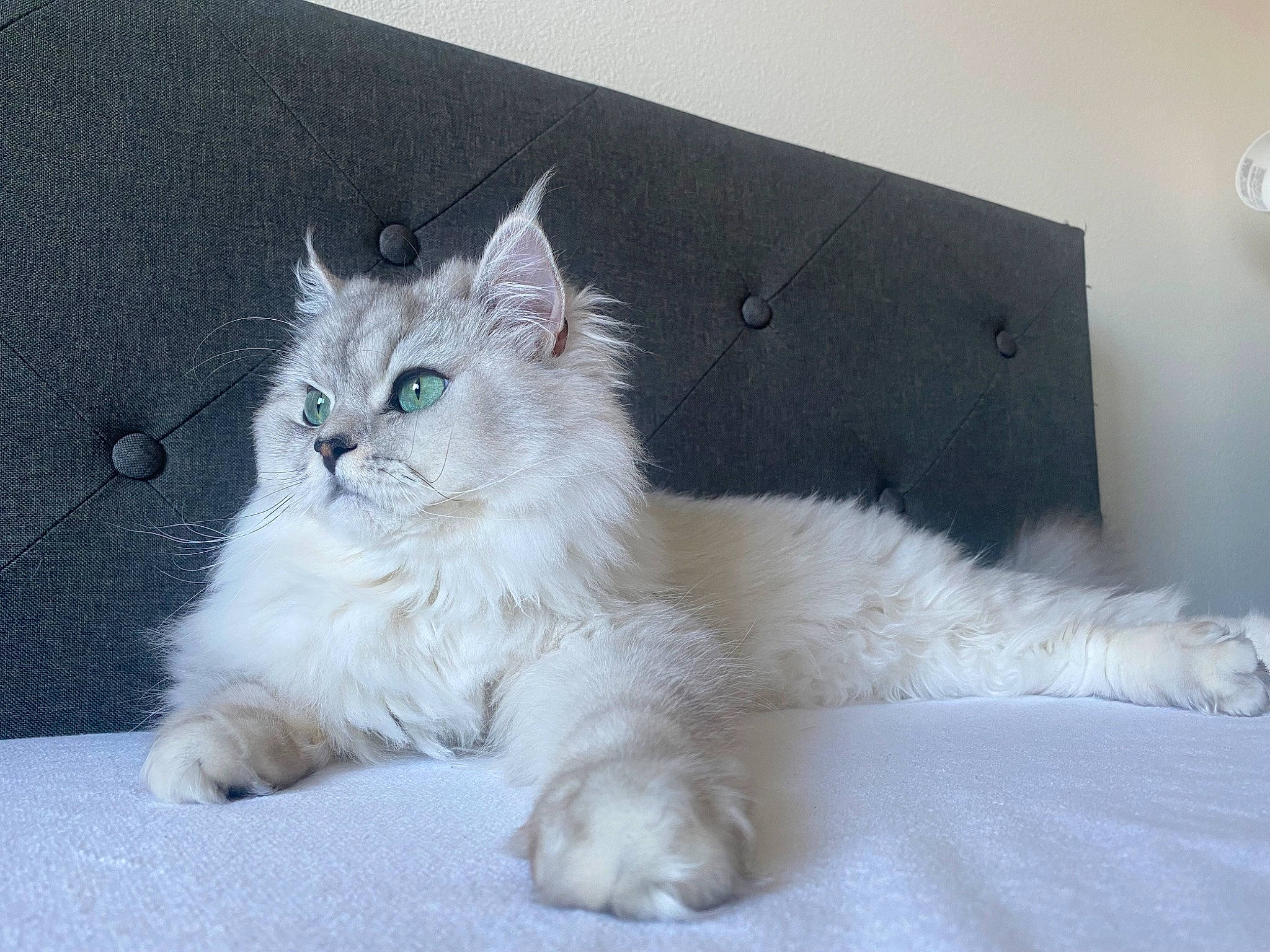Soju joined the competition — help win amazing prizes! british_longhair, carnivore, cat, claw, comfort, domestic_short_haired_cat, felidae, fur, paw, sitting, small_to_medium_sized_cats, snout, tail, whiskers