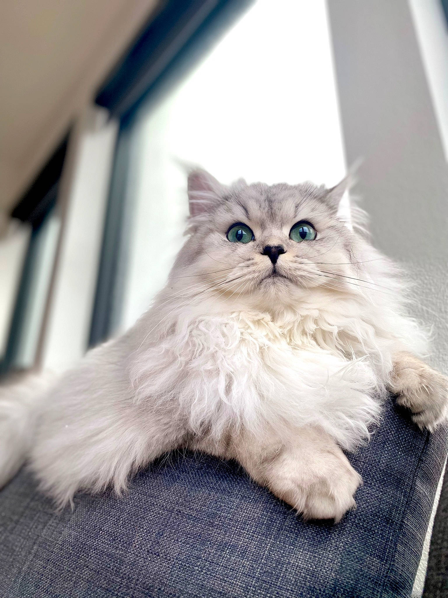 Soju joined the competition — help win amazing prizes! british_longhair, carnivore, cat, claw, comfort, fawn, felidae, flooring, fur, glasses, paw, persian, plant, sitting, small_to_medium_sized_cats, snout, tail, whiskers, window, wood