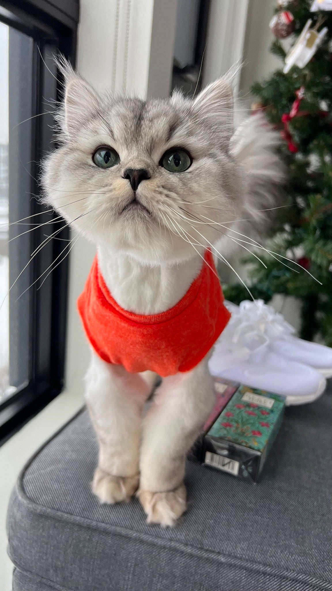 Soju joined the competition — help win amazing prizes! bow_tie, carnivore, cat, christmas, christmas_ornament, christmas_tree, domestic_short_haired_cat, event, fawn, felidae, fur, holiday, holiday_ornament, mammal, small_to_medium_sized_cats, snout, tail, tie, whiskers, window