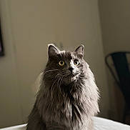 Suzy a rejoint le concours — aidez-le/la à gagner de superbes lots ! cat, gray_cat, fluffy, indoor, bed, curious_eyes, fur, pet, animal, feline, sitting, soft_lighting, cozy, portrait, domestic, whiskers, ears, closeup, background_blur, household