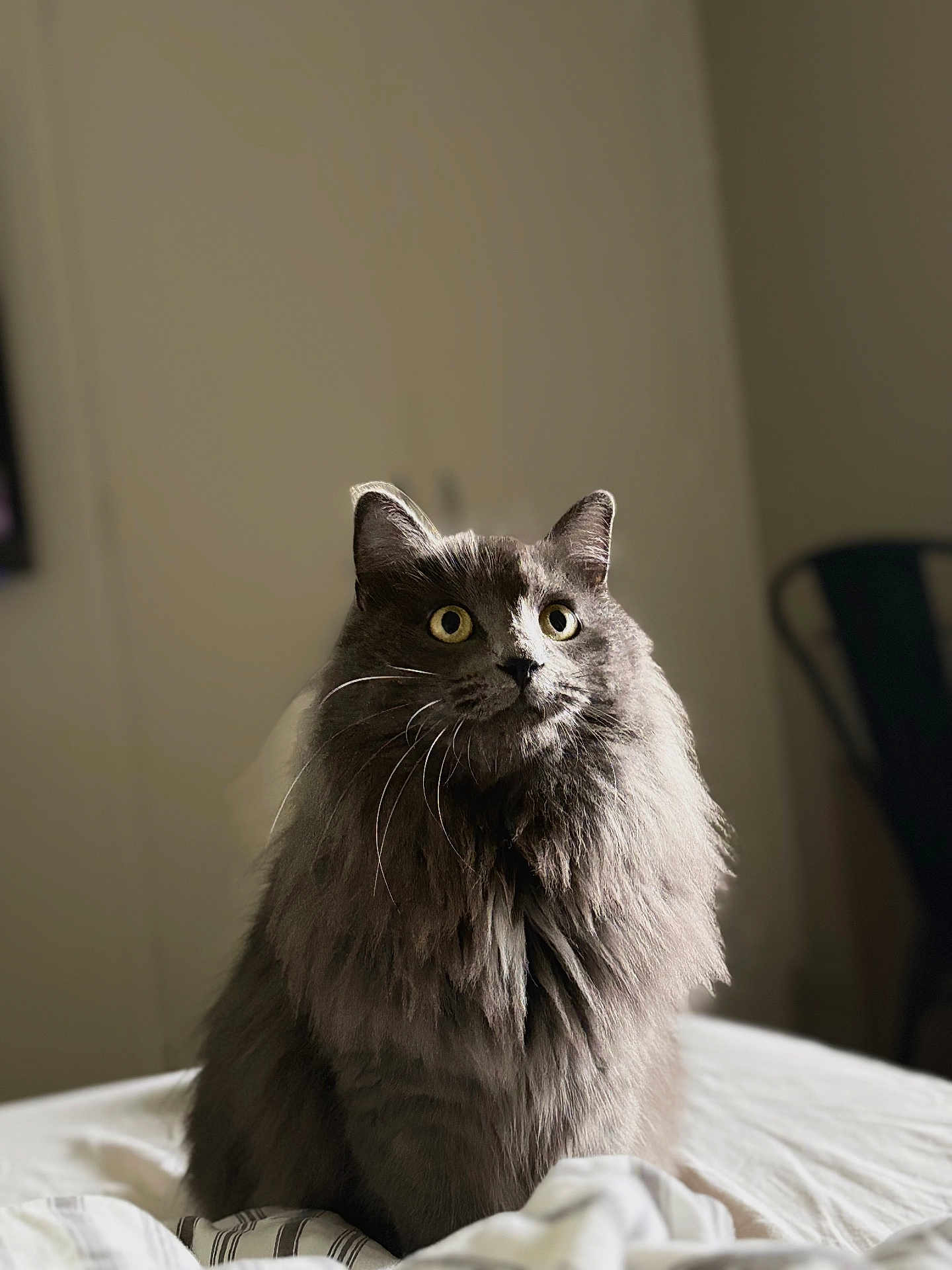 Suzy a rejoint le concours — aidez-le/la à gagner de superbes lots ! cat, gray_cat, fluffy, indoor, bed, curious_eyes, fur, pet, animal, feline, sitting, soft_lighting, cozy, portrait, domestic, whiskers, ears, closeup, background_blur, household