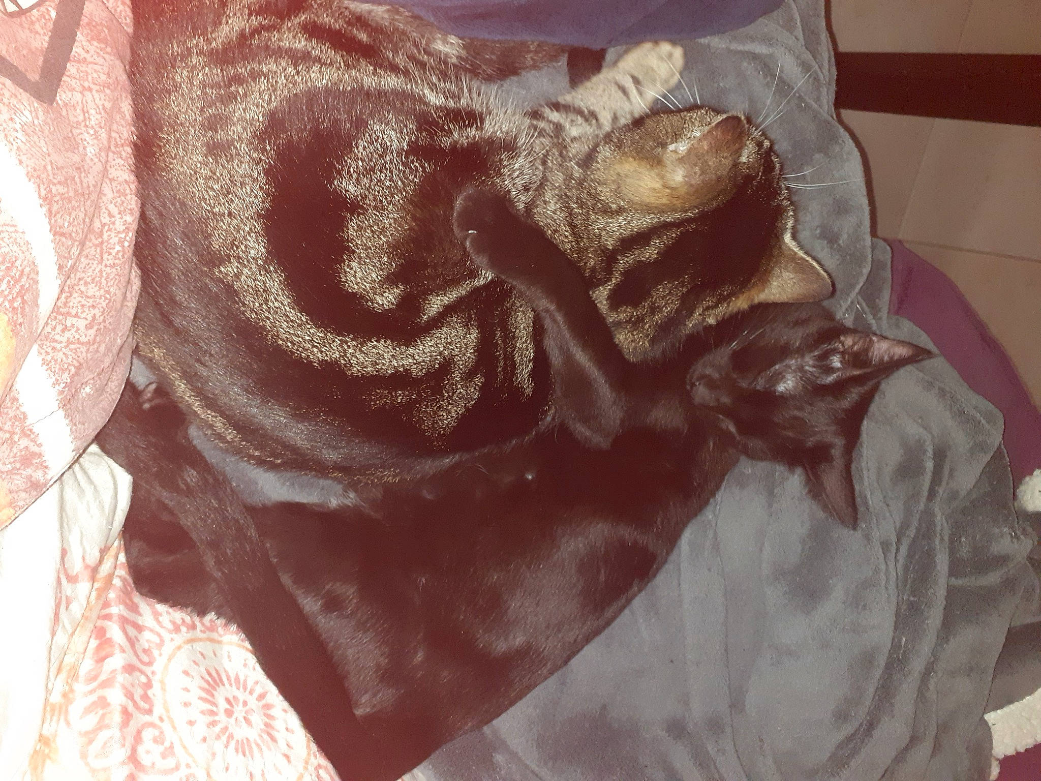 Kimi participe au concours pour gagner de l'argent avec cette photo : bag, carnivore, cat, comfort, fashion_accessory, felidae, fur, linens, liver, magenta, pattern, peach, petal, sleeve, small_to_medium_sized_cats, tints_and_shades, vintage_clothing, visual_arts, whiskers