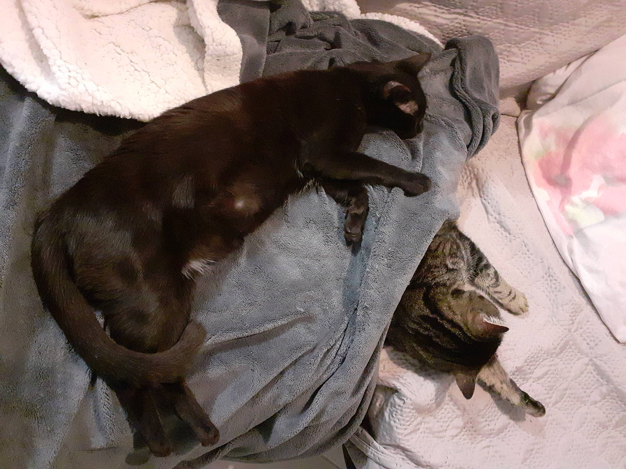 Kimi a rejoint le concours — aidez-le/la à gagner de superbes lots ! canidae, carnivore, claw, comfort, companion_dog, dog_breed, domestic_short_haired_cat, fawn, felidae, fur, grey, liver, paw, small_to_medium_sized_cats, sporting_group, tail, terrestrial_animal, whiskers, working_animal